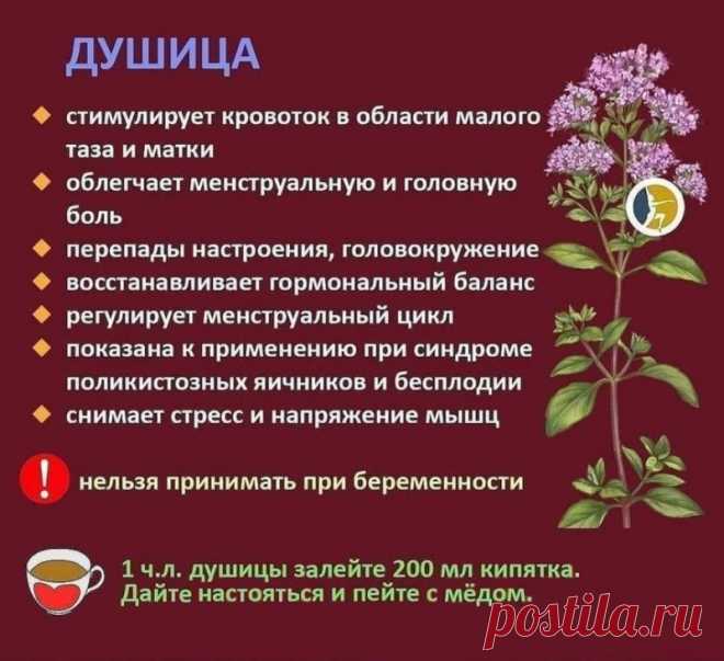 Душица - лечебные свойства