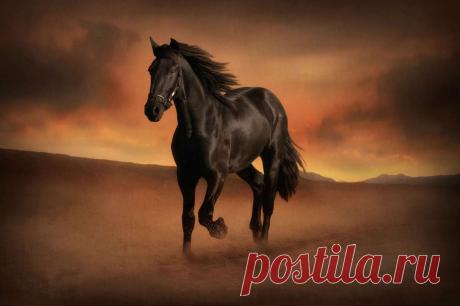 Увлекательные факты о лошадях Лошади — удивительные существа, и как бы долго вы ни находились рядом с ними, некоторые факты и цифры о лошадях до сих пор застают вас врасплох.