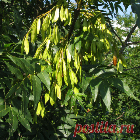 Лекарственное растение Ясень обыкновенный (Fraxinus excelsior). Дерево высотой 10-40 м; живет более 200 лет, обхват ствола достигает 3 м. Листья супротивные, до 30 см длиной, непарноперистые, чаще всего с 11, но бывает и с 9-13 удлиненно-ланцетными, заостренными листочками, опушенными с нижней стороны по средней жилке. Почки черные или черно-коричневые. Цветение начинается до распускания листьев. Цветки зеленоватые, без лепестков, собраны в невзрачные многоцветковые вертикальные метелки.