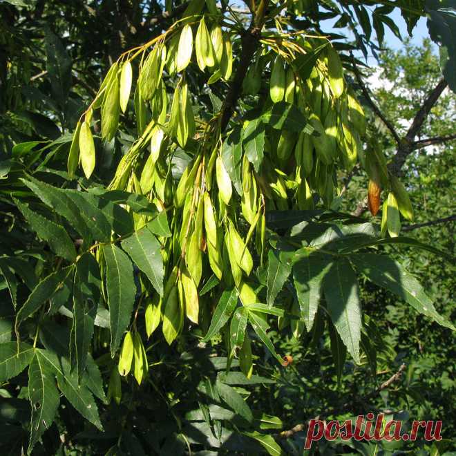 Лекарственное растение Ясень обыкновенный (Fraxinus excelsior). Дерево высотой 10-40 м; живет более 200 лет, обхват ствола достигает 3 м. Листья супротивные, до 30 см длиной, непарноперистые, чаще всего с 11, но бывает и с 9-13 удлиненно-ланцетными, заостренными листочками, опушенными с нижней стороны по средней жилке. Почки черные или черно-коричневые. Цветение начинается до распускания листьев. Цветки зеленоватые, без лепестков, собраны в невзрачные многоцветковые вертикальные метелки.