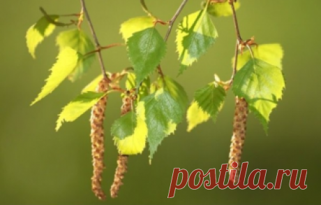 Березовые лекарства, которые лучше аптечных