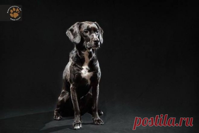 черная собака(шоколадка)