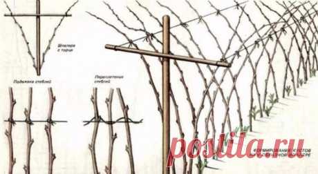 Как сделать, чтобы малины было очень много?
Совет первый по уходу за малиной — шпалера
Малину надо обязательно выращивать только на шпалере, это доказано опытом миллионов. При посадке ровными рядами, при установке столбов и проволоки ваша мали…