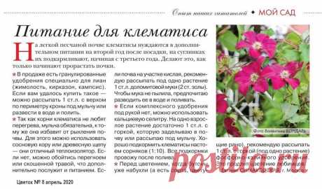 Питание для клематиса