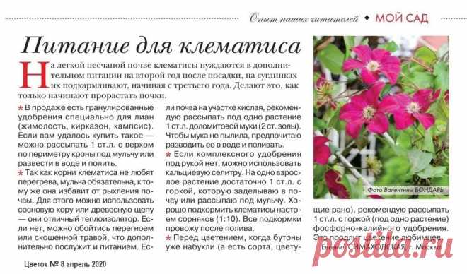 Питание для клематиса