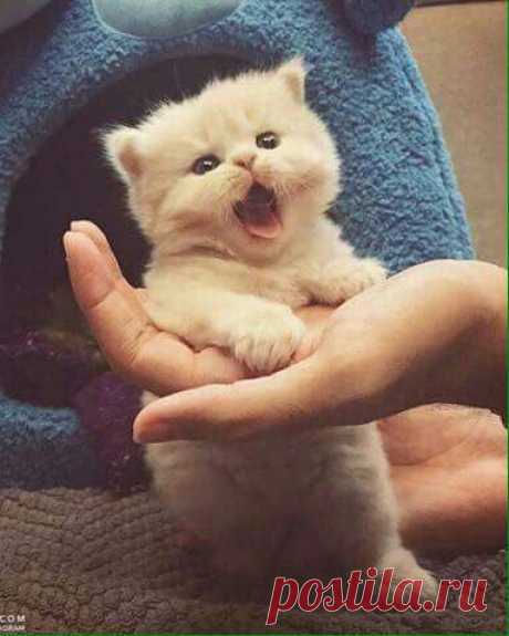 Just look at that face