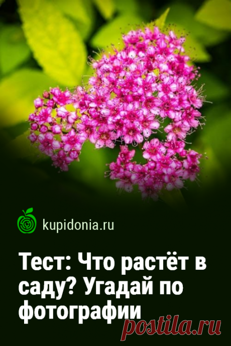 Тест: Что растёт в саду? Угадай по фотографии. Познавательный тест для проверки вашей визуальной памяти из серии «Угадай по фотографии», который состоит из 20 вопросов с подсказками. Попробуйте ответить правильно на каждый из них!