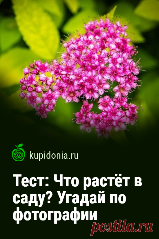 Тест: Что растёт в саду? Угадай по фотографии. Познавательный тест для проверки вашей визуальной памяти из серии «Угадай по фотографии», который состоит из 20 вопросов с подсказками. Попробуйте ответить правильно на каждый из них!