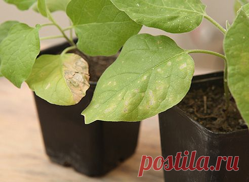 Белокрылка: как бороться.