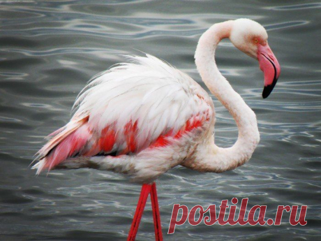 фламинго