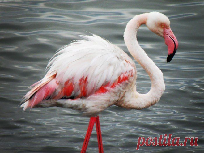 фламинго