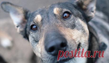 Pets Газета.Ру - Бездомная собака спасла девушку, которую бросили умирать в лесу