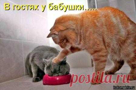 Тушеная капуста с курицей. Пошаговый рецепт с фото