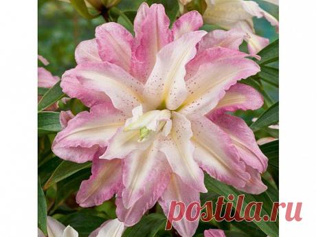 Лилия Sweet Rosy (Свит Рози) 2 шт