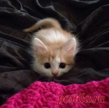 Добыча близка!