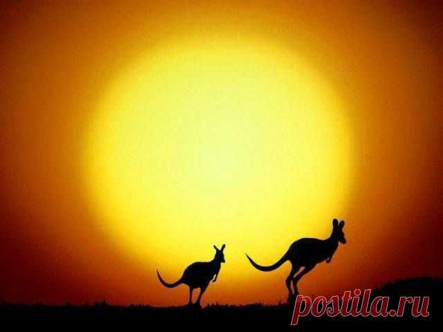 AUSTRALIA....y sus canguros!