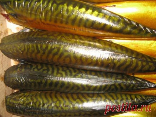 СКУМБРИЯ ХОЛОДНОГО КОПЧЕНИЯ *ЕЩЕ ХОЧУ*

Рассол: 
2литра воды 
8 ст.ложек соли 
4ст.ложки сахара 
4 горсти больших луковой шелухи 
специи по вкусу 
Рассол вскипятим и потомим на маленьком огне минут 15 

Охладить до комнатной температуры , процедить.
Отрезать голову,выпотрошить,промыть.Сложить в емкость 
Залить скумбрию рассолом и положить гнет 
Засолка будет продолжаться 2,5-3 суток .За это время переодически меняйте положение рыбки, чтобы она позолотела равномерно. 
Пришл...