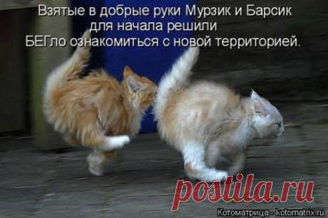 Новая котоматрица (36 фото) Предлагаем вашему вниманию свежую коллекцию замечательных котоматриц от популярного сайта и желаем приятного просмотра!Всем позитива и хорошего настроения!





































