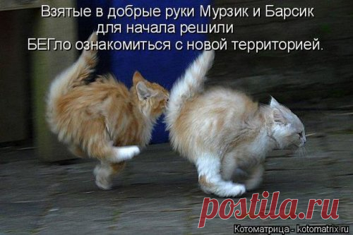 Новая котоматрица (36 фото) Предлагаем вашему вниманию свежую коллекцию замечательных котоматриц от популярного сайта и желаем приятного просмотра!Всем позитива и хорошего настроения!





































