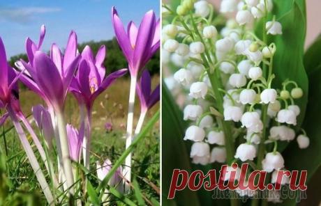 10 красивых растений, которые нельзя сажать у себя в саду ни в коем случае