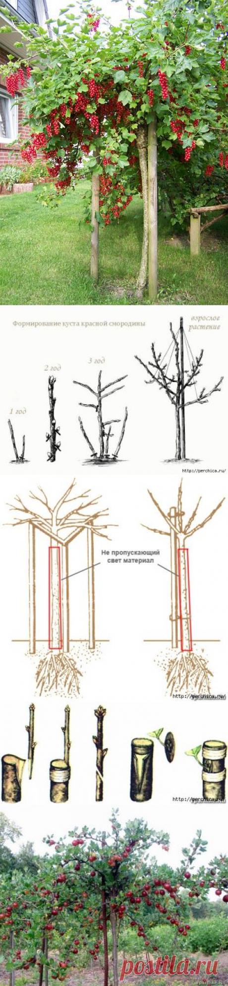 Как сделать из смородины и крыжовника деревце штамбовой формы