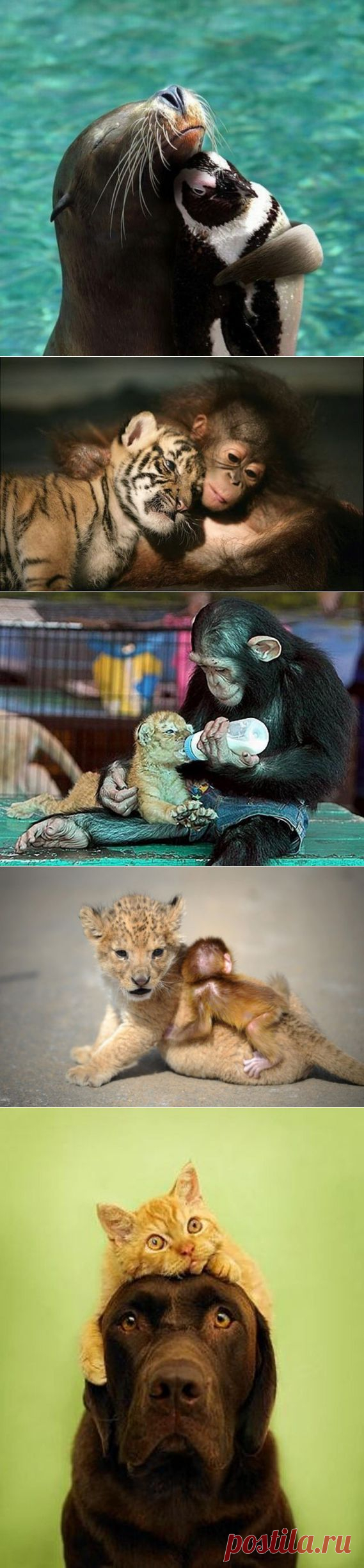 (+1) тема - Животные тоже умеют дружить! | Четвероногий юмор