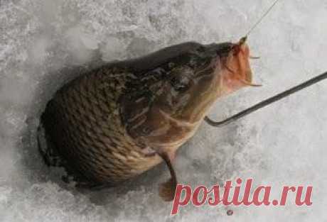 Рыбалка видео: Ловля карпа в феврале