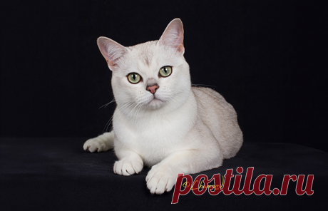Burmilla - The Cat Fanciers' Association