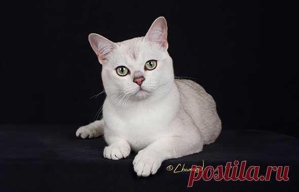 Burmilla - The Cat Fanciers' Association