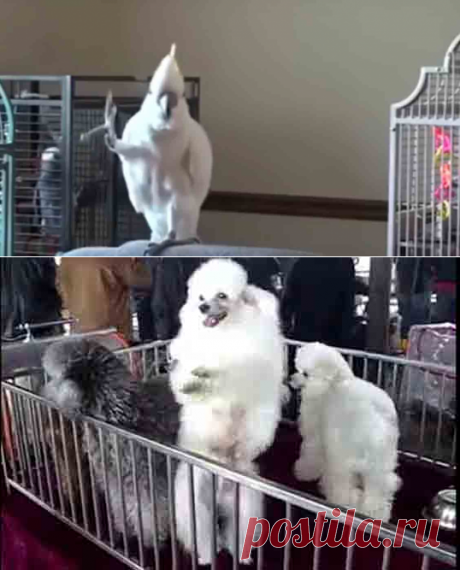 Животные танцуют под известный хит. Вот это умора!