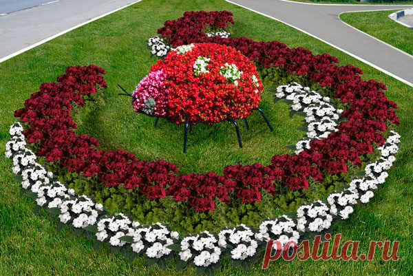 Низкорослые цветы для клумбы, которые будут цвести все лето