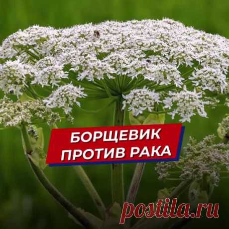 Штаны для тех, у кого руки из жопы?