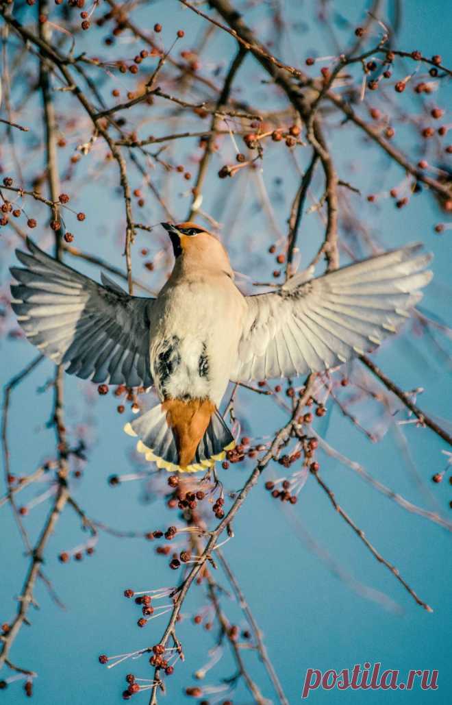 Одноглавый свиристель | National Geographic Россия