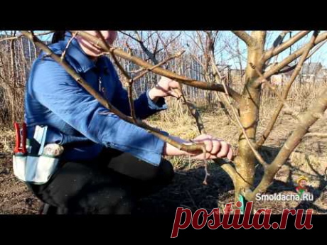 Весенняя обрезка яблони в деталях