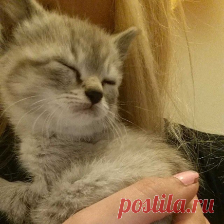 Котят много не бывает