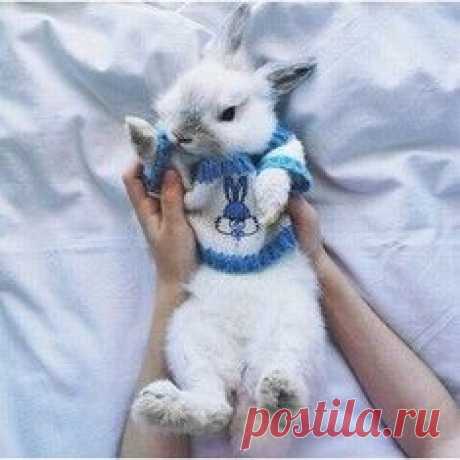 Мойдодыр не дает спать: котенок прилег на морду собаки и умывается / Surfingbird - мы делаем интернет лучше