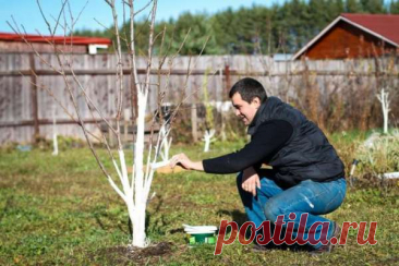 Какие садовые и огородные работы проводят в марте — Дачный участок