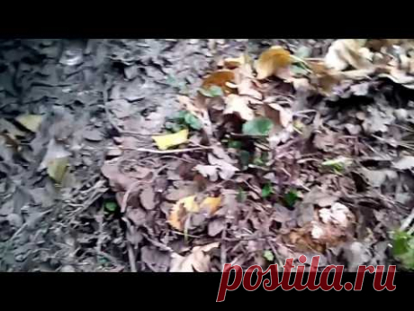 Как готовить грибы песочники по рецепту - Рецепты