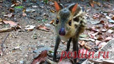 Умилительные зверята - Вдохновение / Surfingbird - мы делаем интернет лучше
