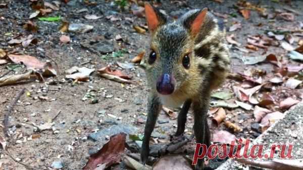 Умилительные зверята - Вдохновение / Surfingbird - мы делаем интернет лучше