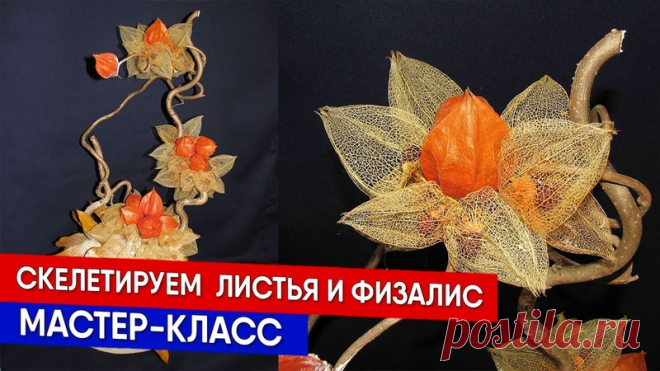 Композиции из сухоцветов снова в моде. Как скелетировать листья и физалис? Мастер класс проводит фитодизайнер Роза Шанова . Всё очень просто всем рекомендую попробовать! А потом эти волшебные ажурные листья и фонарики физалиса можно включать в необычные зимние букеты. Делайте с нами, и всё получится. Присылайте фото мне на страничку ВКонтакте. Будем делиться красотой! Композиции розы Шановой можно посмотреть здесь https://vk.com/id795449992
https://www.youtube.com/watch?v=JWM5CkWcuOY