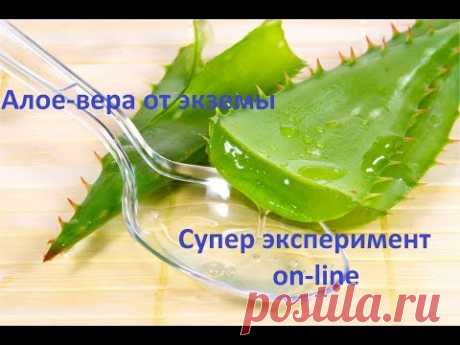 Алоэ вера для лечения экземы