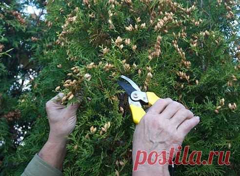 Туя: выращивание посевом семян. Фото-мастер-класс. 
 
Самая простая и удобная технология размножения туи – посев семенами под зиму в грунт. Сеянцы выходят крепкие, отлично развиваются. Вы можете получить любое количество саженцев в довольно короткие сроки. Вот как это делается: 
 
Почему удобно размножать тую семенами 
 
Туя зимостойка и неприхотлива. Это одно из лучших растений для живых изгородей: благодаря вечнозеленой хвое она защищает сад от холодного ветра и летом, и...
