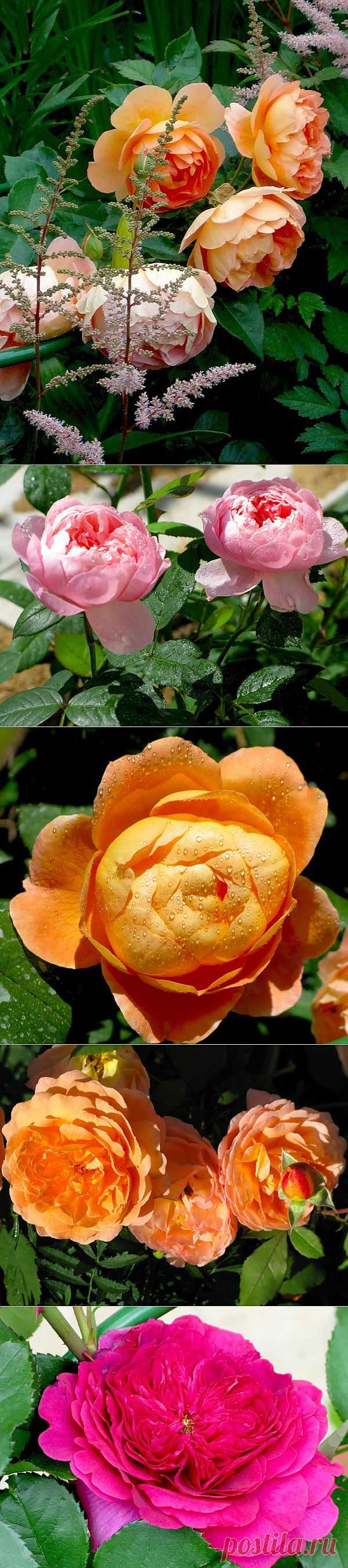 Английская коллекция Дэвида Остина