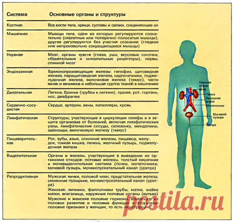 Основные органы и структуры человека