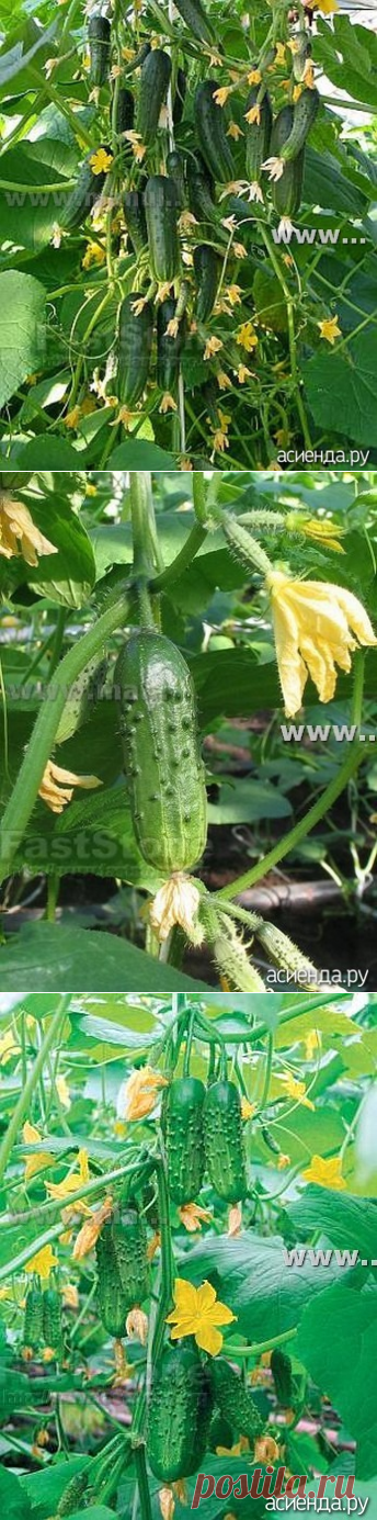 Букетные огурцы, как выбрать сорт или гибрид: Группа Практикум садовода и огородника