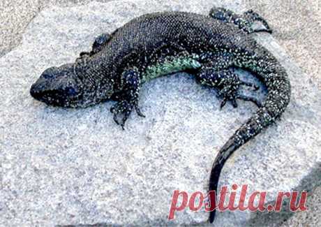 Liolaemus tregenzai, Аргентина.
https://www.iucnredlist.org/details/56155492/0