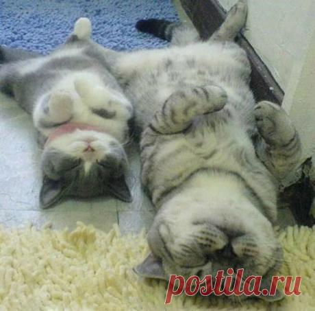 20 взрослых кошек со своими очаровательными мини-копиями