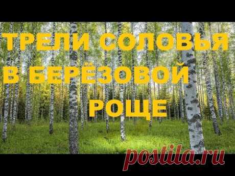 СОЛОВУШКА СВОИМ ПЕНИЕМ УБЕРЁТ  ГОЛОВНУЮ БОЛЬ, ПОДНИМЕТ НАСТРОЕНИЕ,ИСЦЕЛИТ ОТ ТРЕВОГ И НЕВЗГОД.