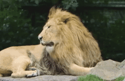 [тест] На какое животное ты похожа, когда ленишься? | Лев